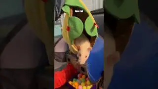 Мои крысы получают игрушки с изображением еды! (Ratty Box &mdash; июль)