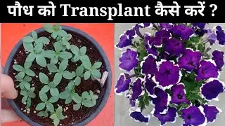 How to Transplant Winter  seedlings || How To Save Seedlings #Winter Garden