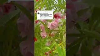 Cara tanam cara perawatan bunga pacar air