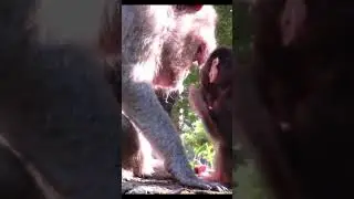 Monkey species: Baby Monkey Begs and Sulks When Mother Doesn't Let Him Breastfeed