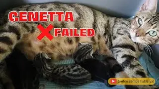 No Genetta No Cry: Tiga Anak Kucing Hasil Kawin Silang Bengal dan Genetta