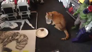 Tiger update. Jan.22nd 2026
