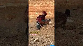Amroha Pair 😍 #aseel #amroha #couple #mianwali #lakha #shamo #birds #fyp #shorts #trending #bts #1k