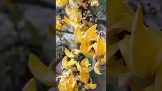 yellow palash flowers