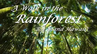 A walk in the Rainforest - Big Island Hawaii - Walking in the Jungle - Rainforest Cafe