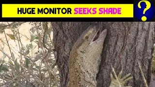 Huge Monitor Seeks Shade African Wildlife 12