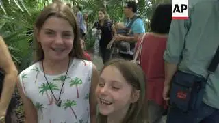 The rare and stinky 'Corpse Flower' blooms in Brooklyn