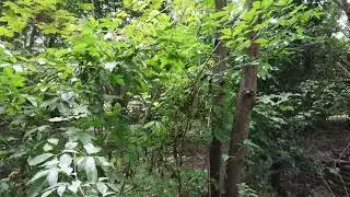 DJI 0049