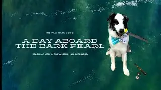 The Paw-Rate&rsquo;s Life: A Day Aboard the Bark Pearl (AKC Virtual Trick Dog Competition 2022)