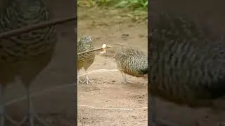 Snare trap for Quail