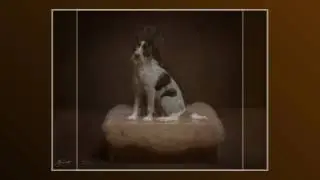 Fine art Dog photography
