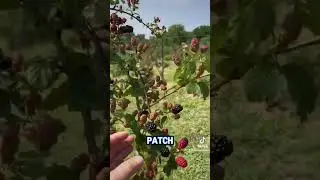 Started a You-Pick with Blackberries #shorts #blackberries #youpick #pickyourown #farm
