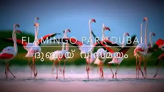 Flamingo Park 2018/ AMAZING DUBAI/The Lagoons/Natural Park/Must Visit Places /Weekend Begins