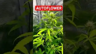CANNABIS GROW AUTOFLOWER          #grow #chill #viral #diy #420