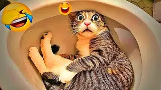 Best Funny Animals 2026😍Funniest Dogs and Cats😹🐶