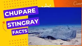 chupare stingray facts