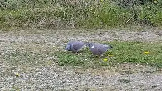 Ringdue. Wood pigeon. Columba palumbus.