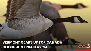 Vermont gears up for Canada Goose hunting season