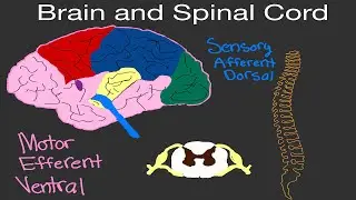 Physiology: Brain and Spinal Cord (Sensory Afferent/Motor  Efferent) (CNS Physiology)