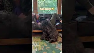 He tries to be gentle but his love bites hurt 😂#bouvierpuppy #shorts #bigpuppy #doglove #cute