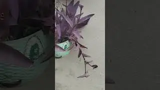 purple heart hanging basket plants #plants #garden #houseplants #purpleheart