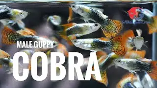 Male cobra guppy fish , top 5 of guppy export from Thailand.