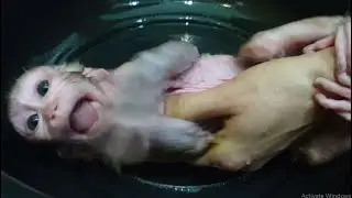 Cute Aba Baby Monkey Extremely Crying Loudly when Mom take bathed at the night time