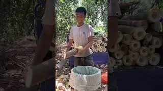 Light & Easy Bamboo Shoot Cutting&mdash;Pure Crunch