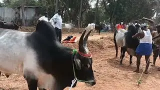 See Kangayam Bulls 😲  | ஒரே பார்வையில் பிரமிப்பு தமிழ்நாட்டின் பாரம்பரிய நாட்டு மாடு இனம்