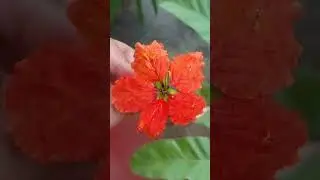 Like & Subscribe for more mini nature moments!