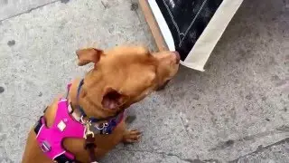 Urban Dog Training w/ Pitbull in West Hollywood Los Angeles