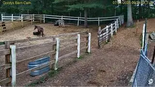 Goldy's  BArn 933am Janine hay time starts Barn cam moves to Paddock  Woody Ruby Sue  712025