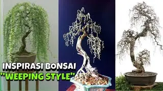 Bonsai Weeping Style