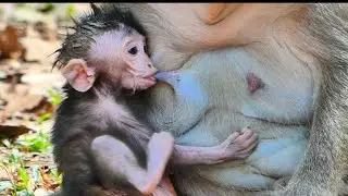 Adorable Jagger hugs mother feeding milk hungry so much 