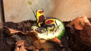 Что едят цветочные жуки? Чем кормить Африканских Бронзовок (Pachnoda marginata)