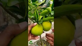 Vietnam Malta Mosumbi Lemon Cutting #agriculture #nishatnursery #shots #gardening