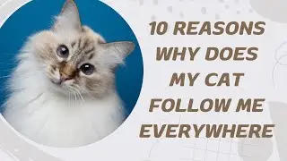 10 Reasons Why Does My Cat Follow Me Everywhere
