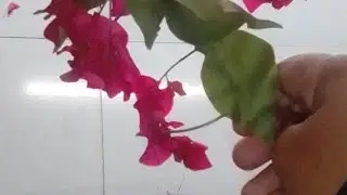 Sabina Khan  🌹 assalam walekum dosto Live jude baat kar te hai 🧕