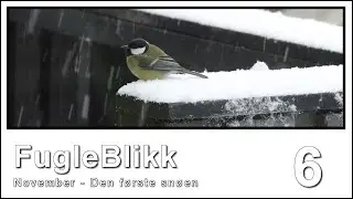 Fuglebrett glimt 6 - Den f&oslash;rste sn&oslash;en.