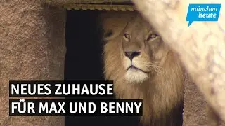 L&ouml;wenstark! &ndash; in Hellabrunn wird die neue Anlage f&uuml;r die Raubkatzen Max und Benny er&ouml;ffnet