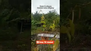 Hasil top working pohon durian besar #petanidurian #durianindonesia #durianlovers #durianochee