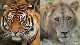 This Wildlife Does Not Exist | StyleGAN2-ADA generates Lions, Tigers & Co.