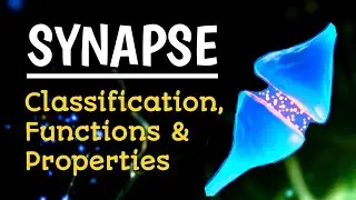 SYNAPSE: CLASSIFICATION, FUNCTIONS & PROPERTIES by Dr Saroj Kanwar PT 