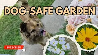 My Dog-Friendly Rose Garden &ndash; 9 Gorgeous Companion Plants  - Organic Gardening /The Rose Enthusiast