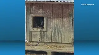 Friendship APL rescues 11 dogs from extreme weather conditions
