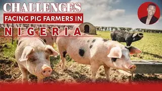 Twelve (12) most serious challenges pig farmers face in Nigeria