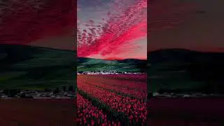 indah romantis #laut #langit #pantai #indah h #pemandangan #bunga #cantik #shorts