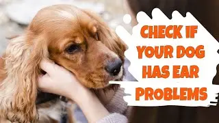 👂🐶How to CHECK if YOUR DOG has EAR PROBLEMS