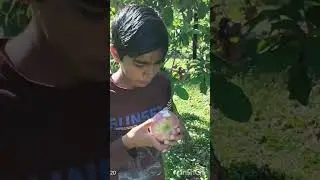 Pick your Own Eat your Wish 🍎 Apple farm in America #farming #usa