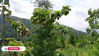 Vlog pemandangan yg indah yh berada d bedeng